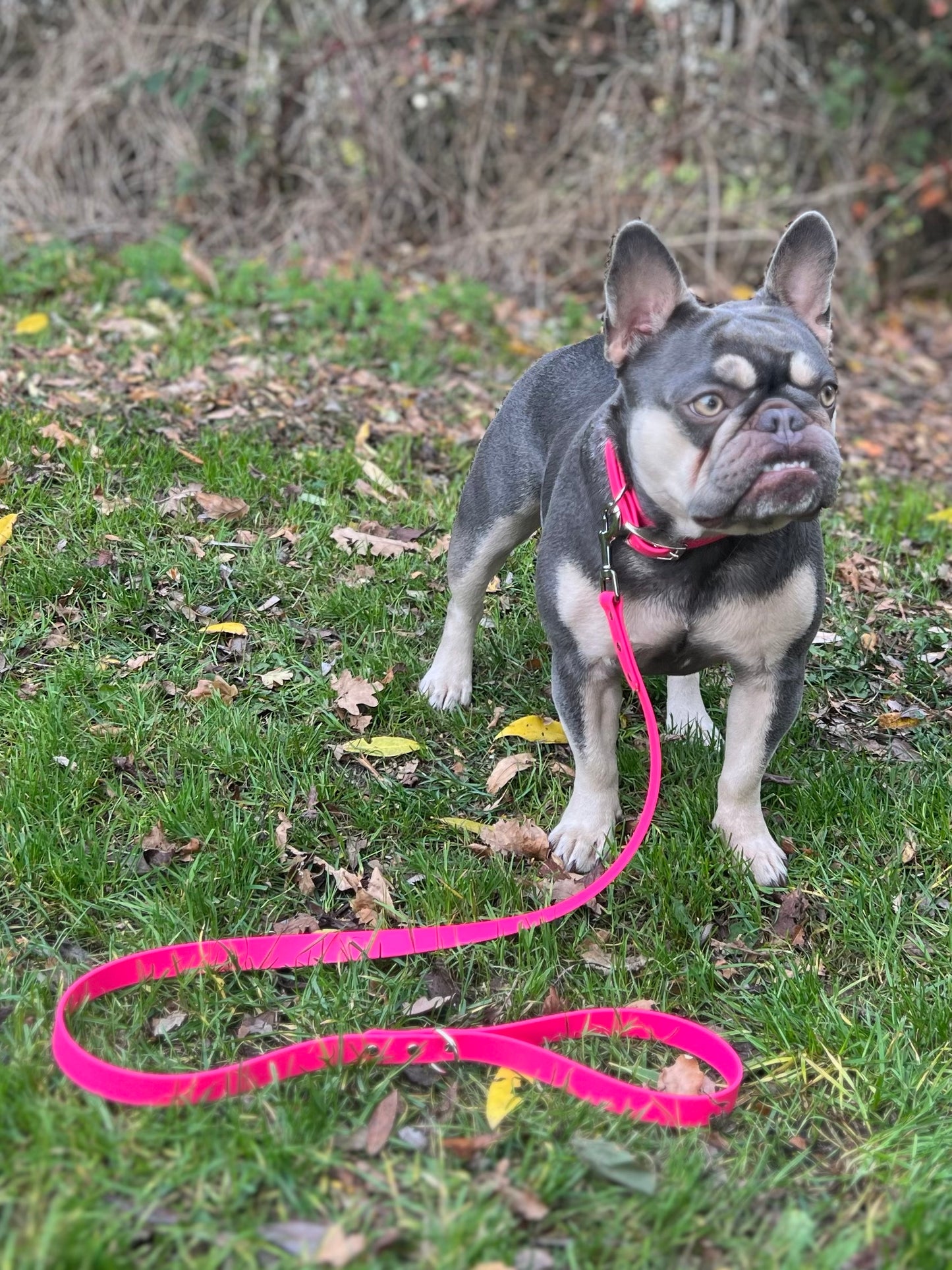 Passion Pink - Waterproof BioThane© Dog Lead