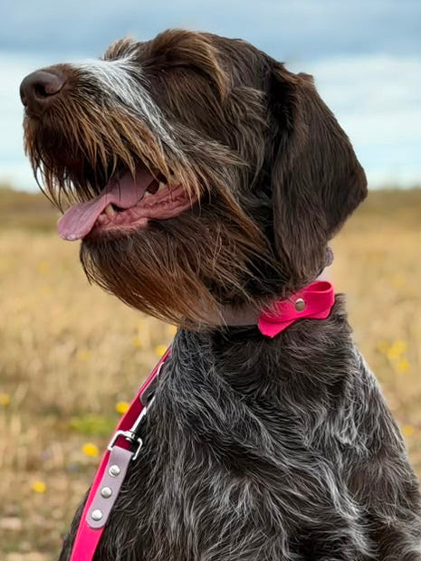 BioThane® Adjustable Dog Training Lead - Pastel Purple/Pink
