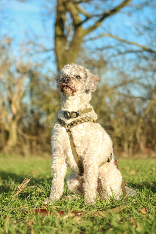 BioThane Harness - Made To Measure