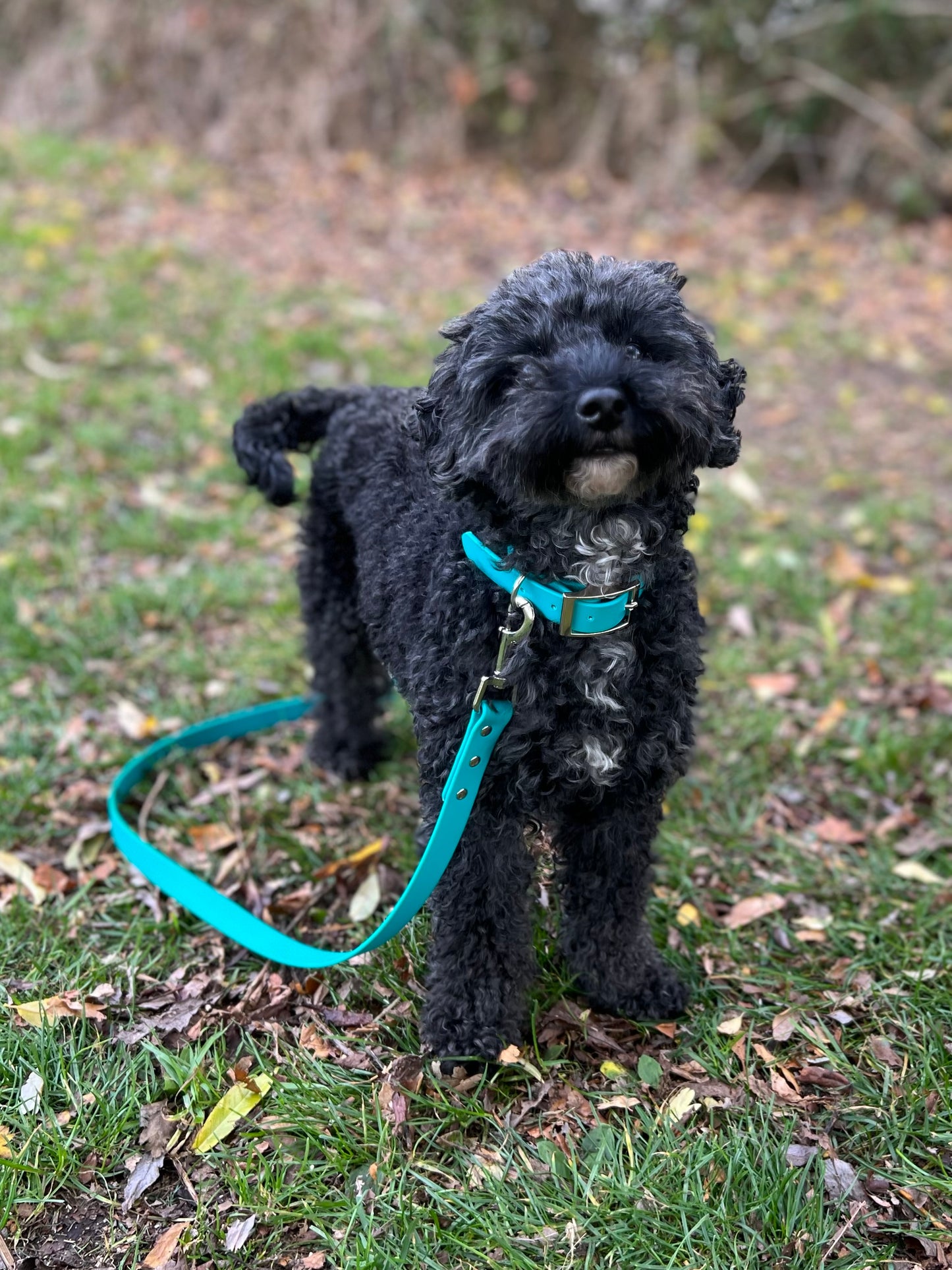 Lagune - Waterproof BioThane© Dog Lead